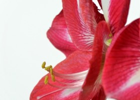 hippeastrum Monte Carlo (4)